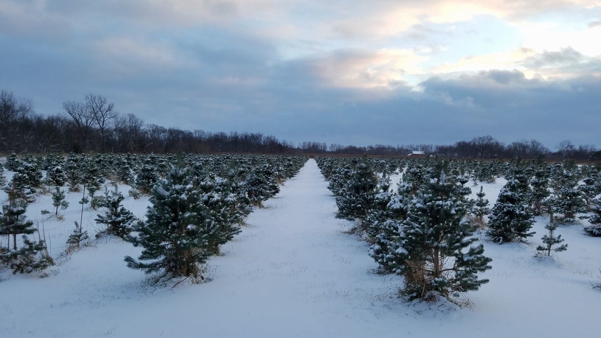 Grady Christmas Tree Farm
